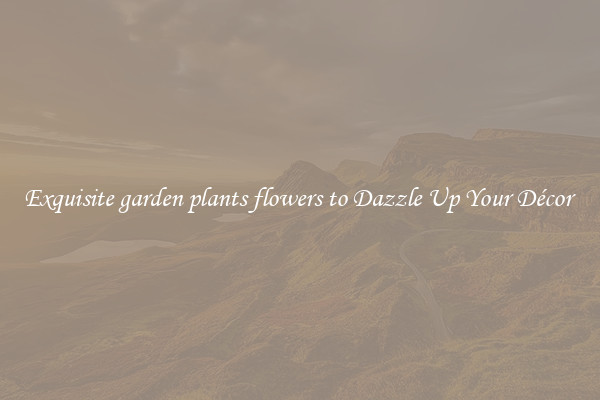 Exquisite garden plants flowers to Dazzle Up Your Décor 